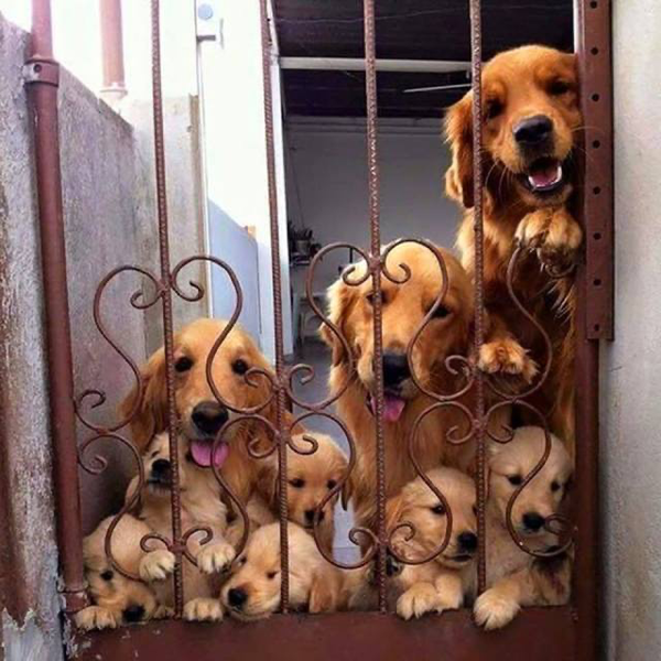 Famille Chien